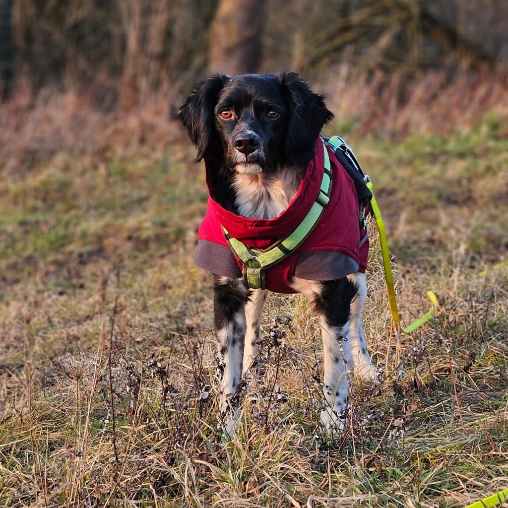 Epagneul Breton Diogenes, 08/2021, ca. 45 cm