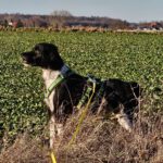 Epagneul Breton Diogenes, 08/2021, ca. 45 cm