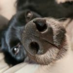 Epagneul Breton Diogenes, 08/2021, ca. 45 cm