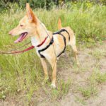 Podenco Dolly, 02/2025, ca. 40 cm