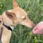 Podenco Dolly, 02/2025, ca. 40 cm