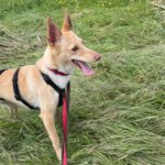 Podenco Dolly, 02/2025, ca. 40 cm