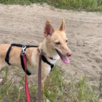 Podenco Dolly, 02/2025, ca. 40 cm