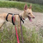 Podenco Dolly, 02/2025, ca. 40 cm