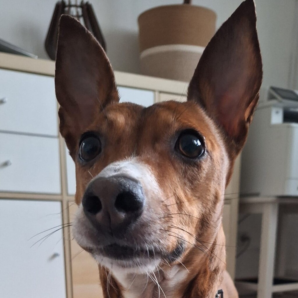 Podenco Maneto Mischling Donetes, 03/2022, ca. 32 cm, 66125 Saarbrücken