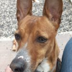 Podenco Maneto Mischling Donetes, 03/2022, ca. 32 cm, 66125 Saarbrücken