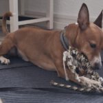 Podenco Maneto Mischling Donetes, 03/2022, ca. 32 cm, 66125 Saarbrücken