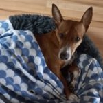 Podenco Maneto Mischling Donetes, 03/2022, ca. 32 cm, 66125 Saarbrücken