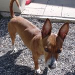 Podenco Maneto Mischling Donetes, 03/2022, ca. 32 cm, 66125 Saarbrücken