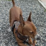 Podenco Maneto Mischling Donetes, 03/2022, ca. 32 cm, 66125 Saarbrücken