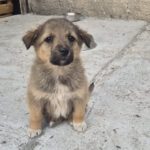 Mischling Elowin, 01/2026, Endgröße ca. 60 cm