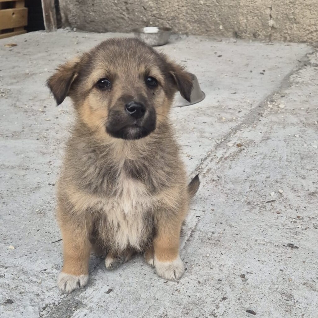 Mischling Elowin, 01/2026, Endgröße ca. 60 cm