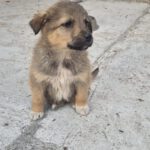 Mischling Elowin, 01/2026, Endgröße ca. 60 cm