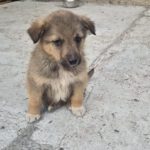 Mischling Elowin, 01/2026, Endgröße ca. 60 cm