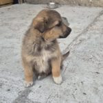 Mischling Elowin, 01/2026, Endgröße ca. 60 cm