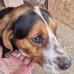 Mischling Eve, 09/2024, ca. 45 cm