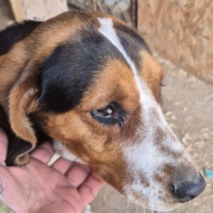 Mischling Eve, 09/2024, ca. 45 cm