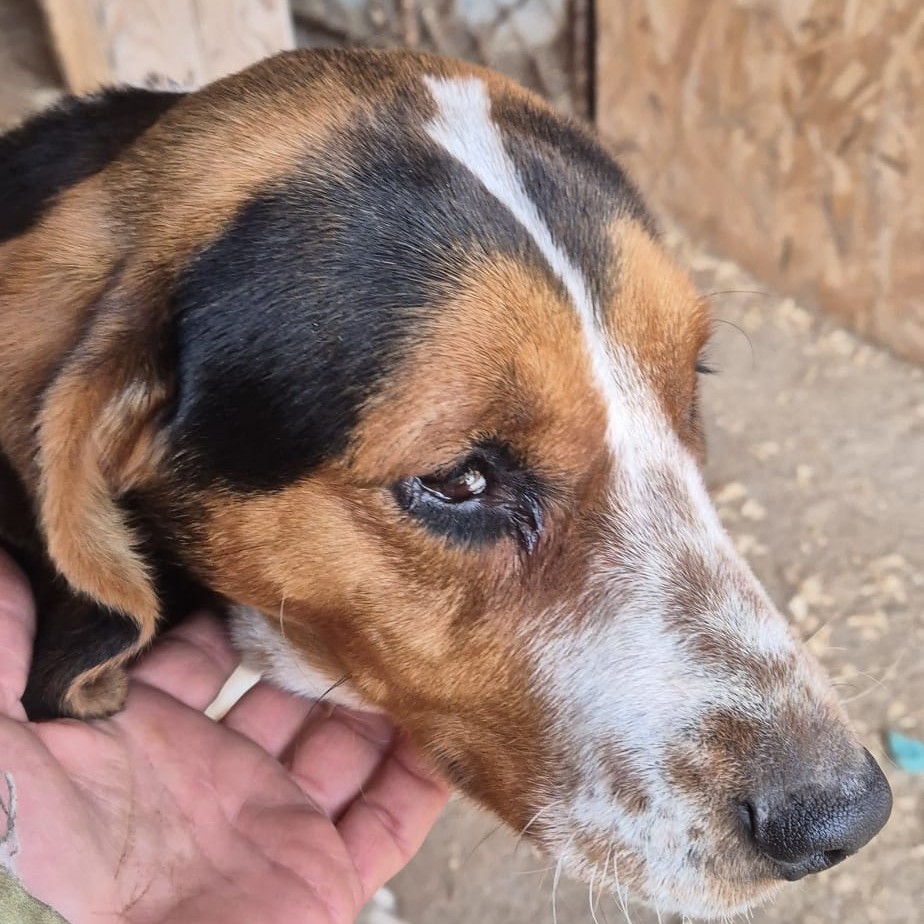 Mischling Eve, 09/2024, ca. 45 cm