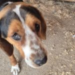 Mischling Eve, 09/2024, ca. 45 cm