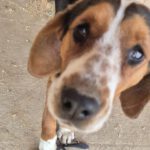 Mischling Eve, 09/2024, ca. 45 cm