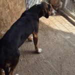 Mischling Eve, 09/2024, ca. 45 cm