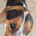 Mischling Eve, 09/2024, ca. 45 cm