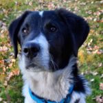 Mischling Feivel, 11/2025, Endgröße ca. 60 cm, 28717 Bremen