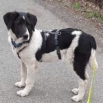 Mischling Feivel, 11/2025, Endgröße ca. 60 cm, 28717 Bremen