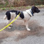 Mischling Feivel, 11/2025, Endgröße ca. 60 cm, 28717 Bremen