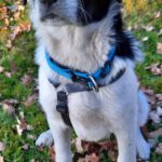 Mischling Feivel, 11/2025, Endgröße ca. 60 cm, 28717 Bremen