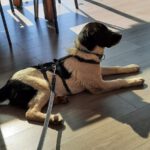 Mischling Feivel, 11/2025, Endgröße ca. 60 cm, 28717 Bremen