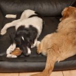 Mischling Feivel, 11/2025, Endgröße ca. 60 cm, 28717 Bremen