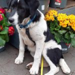 Mischling Feivel, 11/2025, Endgröße ca. 60 cm, 28717 Bremen