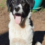 Mischling Feivel, 11/2025, Endgröße ca. 60 cm, 28717 Bremen