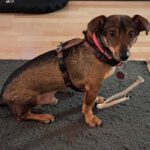 Dackel-Mischling Fiodor, 12/2021, ca. 30 cm, 24223 Schwentinental