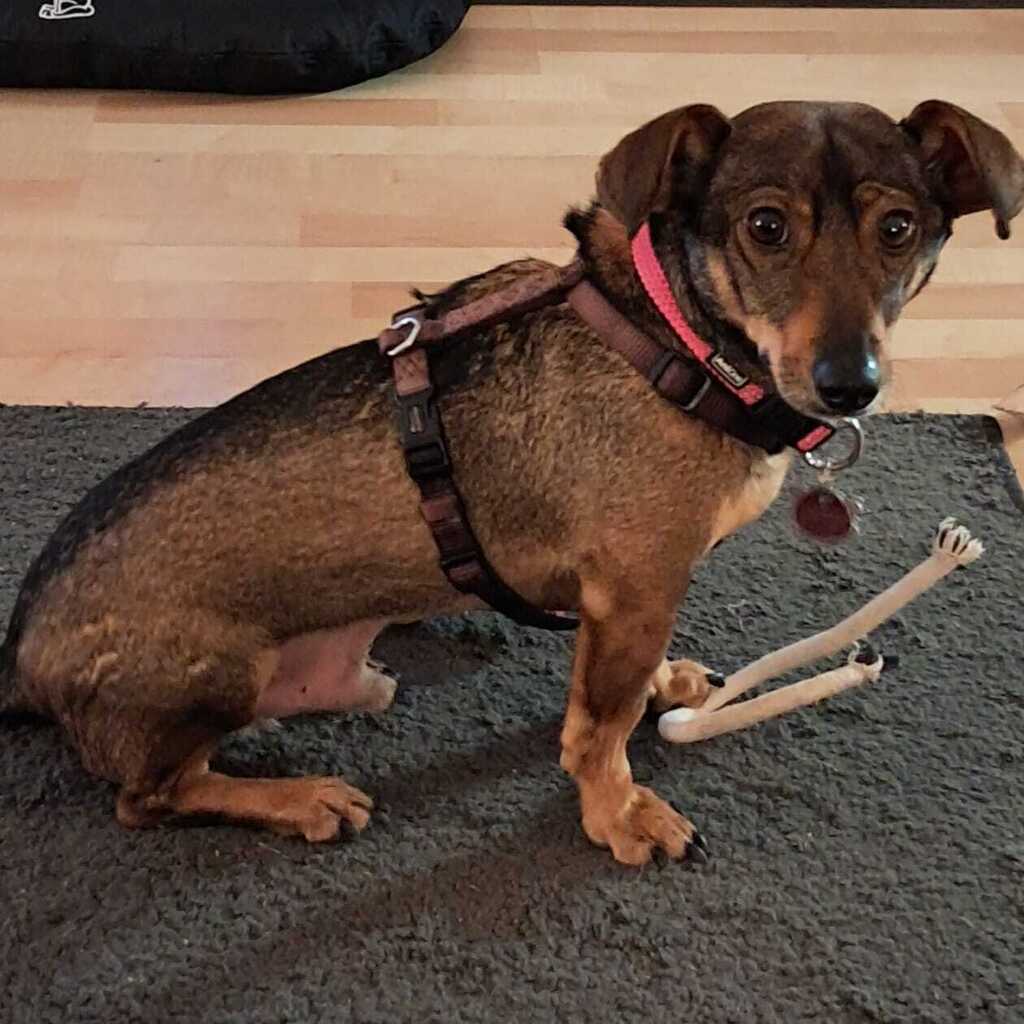 Dackel-Mischling Fiodor, 12/2021, ca. 30 cm, 24223 Schwentinental