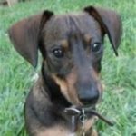 Dackel-Mischling Fiodor, 12/2021, ca. 30 cm, 24223 Schwentinental