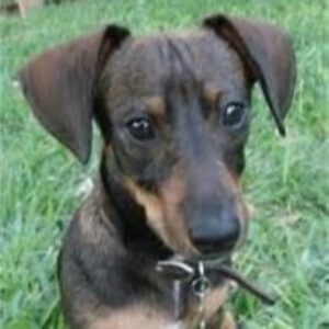 Dackel-Mischling Fiodor, 12/2021, ca. 30 cm, 24223 Schwentinental