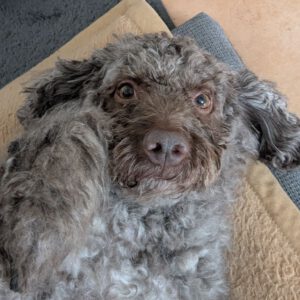 Lagotto Romagnolo Flora, 09/2019, ca. 46 cm, 24306 Plön