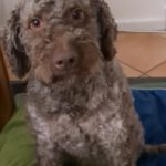 Lagotto Romagnolo Flora, 09/2019, ca. 46 cm, 24306 Plön