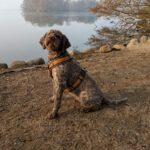 Lagotto Romagnolo Flora, 09/2019, ca. 46 cm, 24306 Plön