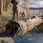 Lagotto Romagnolo Flora, 09/2019, ca. 46 cm, 24306 Plön