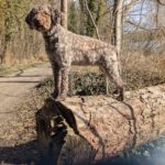 Lagotto Romagnolo Flora, 09/2019, ca. 46 cm, 24306 Plön