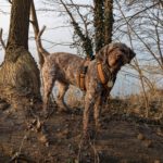 Lagotto Romagnolo Flora, 09/2019, ca. 46 cm, 24306 Plön