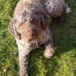 Lagotto Romagnolo Flora, 09/2019, ca. 46 cm, 24306 Plön