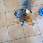 Lagotto Romagnolo Flora, 09/2019, ca. 46 cm, 24306 Plön