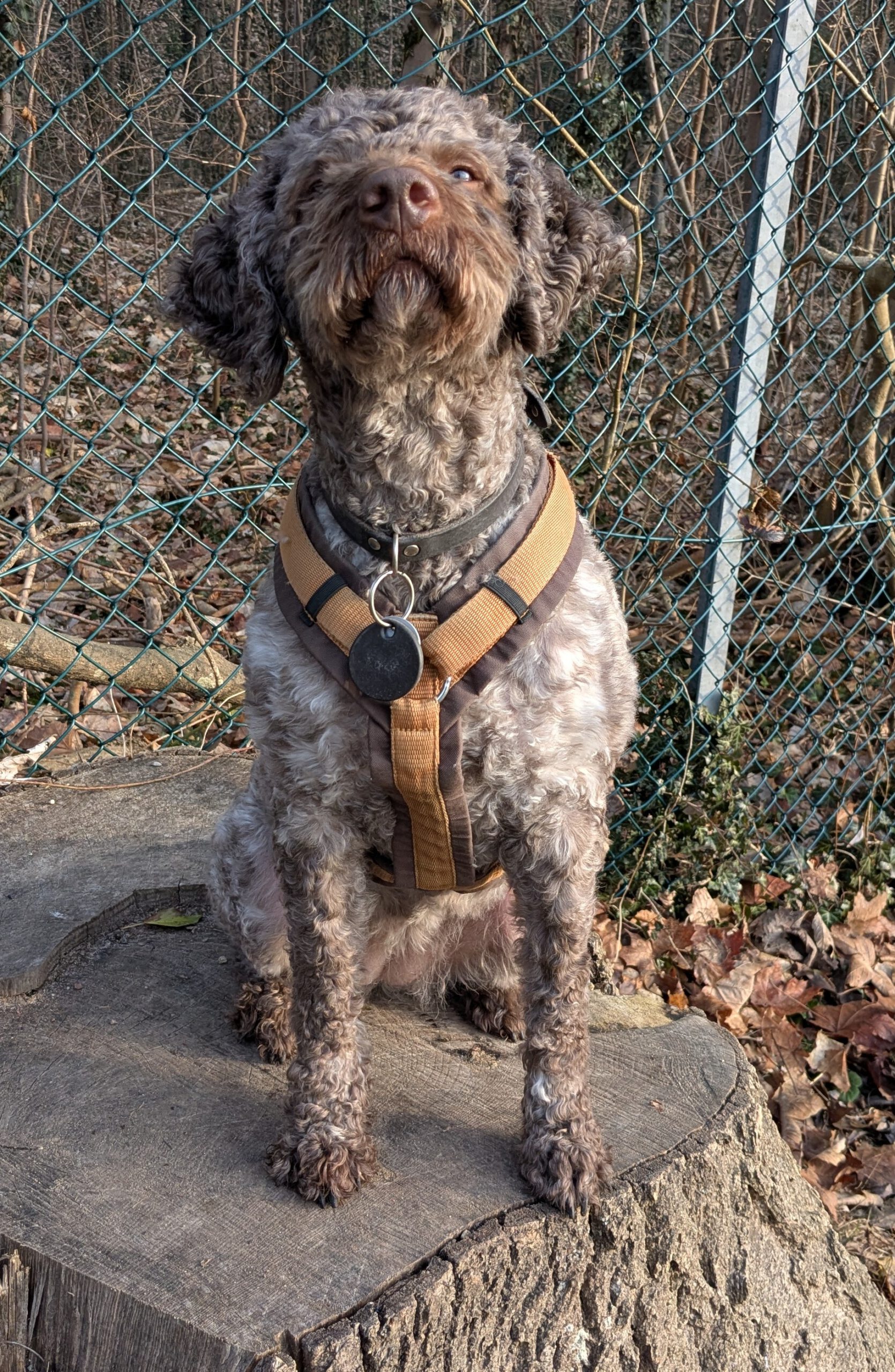 Lagotto Romagnolo Flora, 09/2019, ca. 46 cm, 24306 Plön