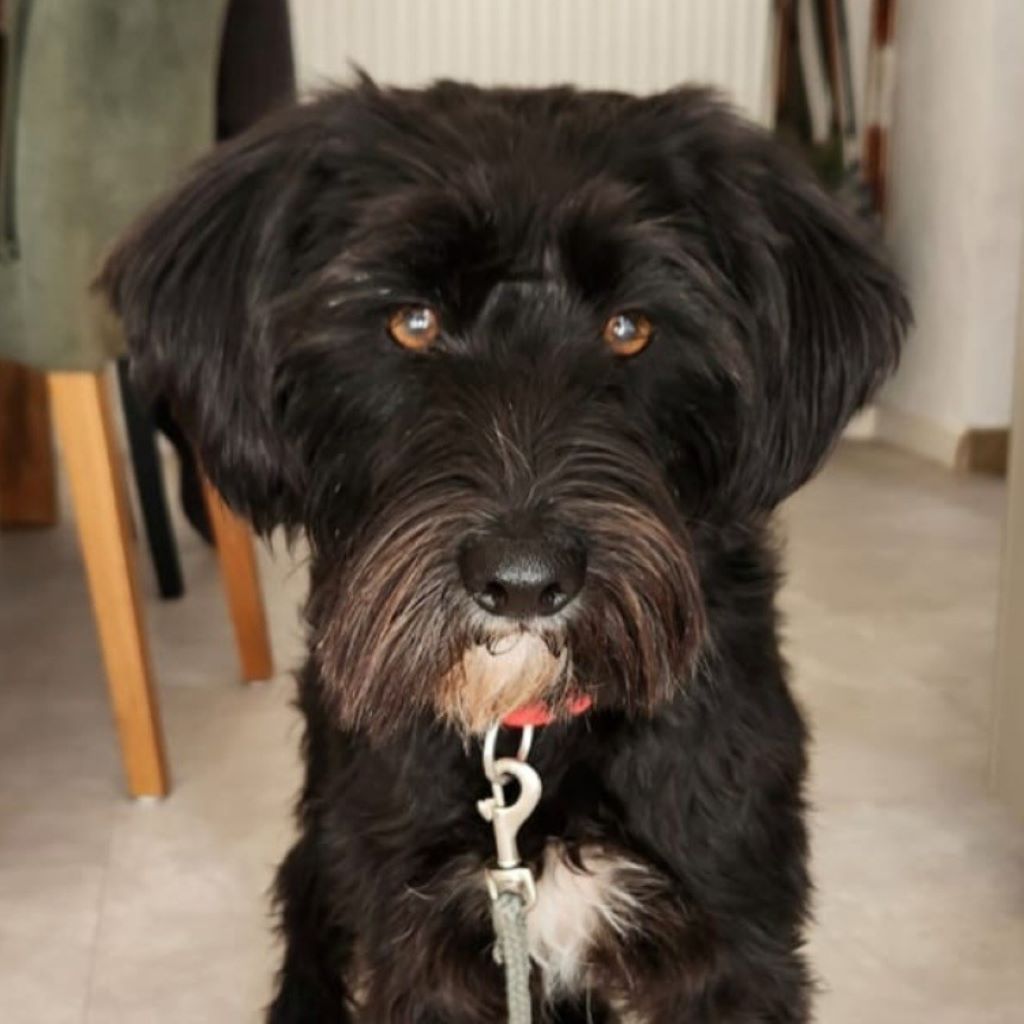 Mischling Fugee, 09/2024, ca. 40 cm, 60437 Frankfurt