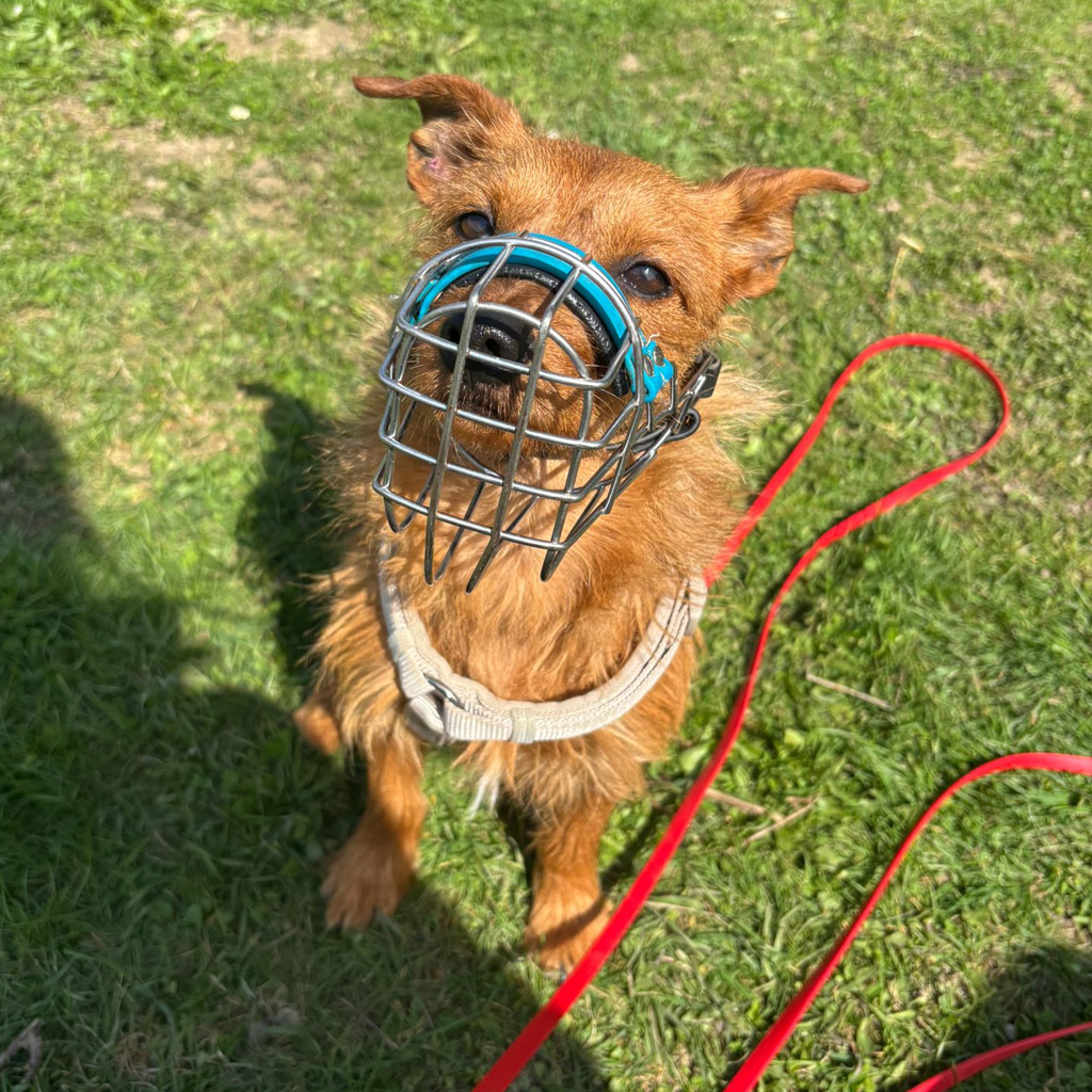 Futterpatenschaft Leon - Terrier Mischling Leon, 11/2020, ca. 30 cm