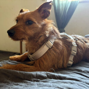 Futterpatenschaft Leon - Terrier Mischling Leon, 11/2020, ca. 30 cm